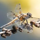 Vierfleck Libelle - Libellula quadrimaculata