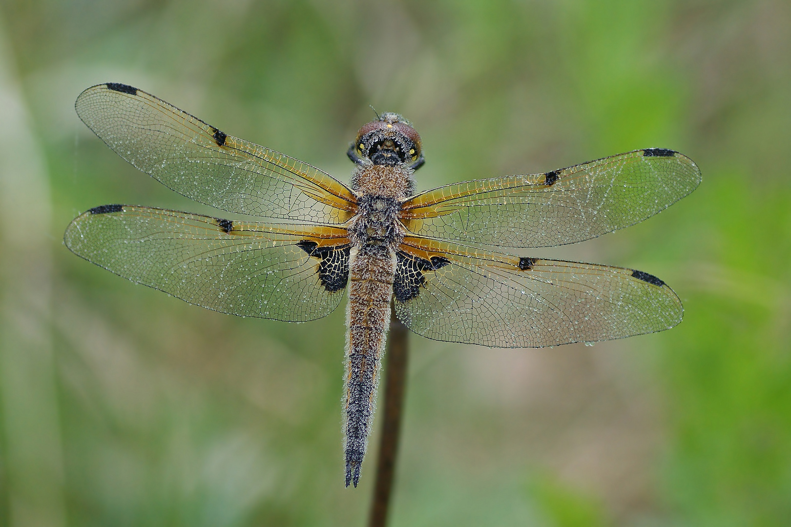 Vierfleck-Libelle (Libellula quadrimaculata)