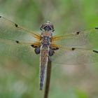 Vierfleck-Libelle (Libellula quadrimaculata)