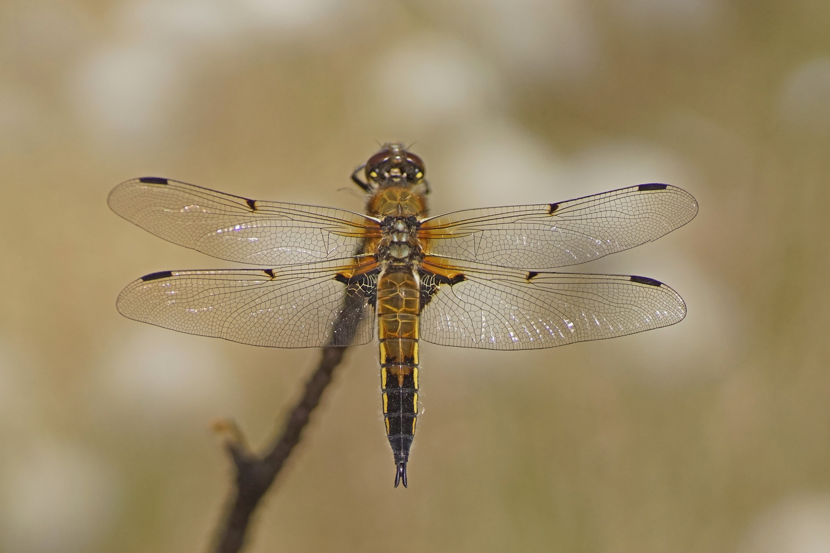 Vierfleck-Libelle (Libellula quadrimaculata)