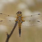 Vierfleck-Libelle (Libellula quadrimaculata)