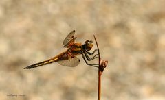 Vierfleck Libelle (Libellula quadrimaculata)