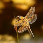 Vierfleck Libelle (Libellula quadrimaculata)