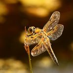 Vierfleck Libelle (Libellula quadrimaculata)