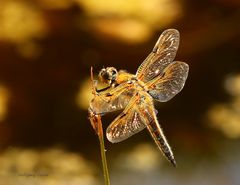 Vierfleck Libelle (Libellula quadrimaculata)