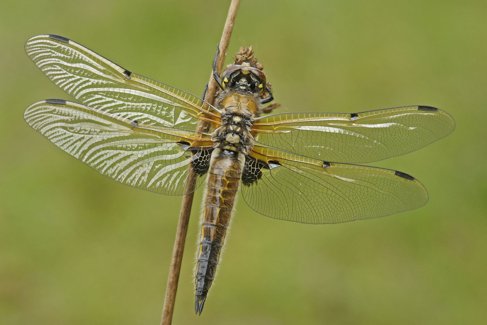 Vierfleck-Libelle (Libellula quadrimaculata)