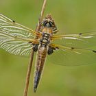 Vierfleck-Libelle (Libellula quadrimaculata)