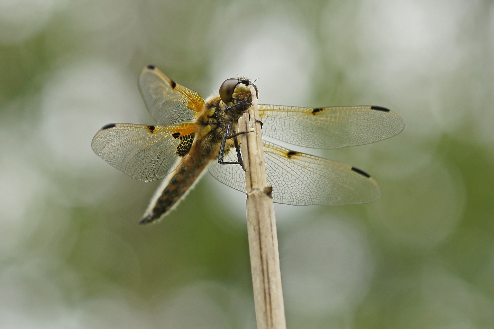 Vierfleck-Libelle (Libellula quadrimaculata)