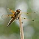 Vierfleck-Libelle (Libellula quadrimaculata)