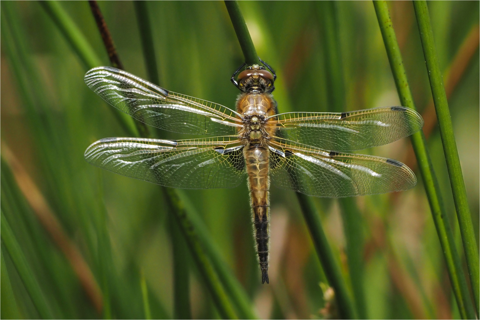 Vierfleck Libelle - Libellula quadrimaculata - .....