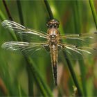 Vierfleck Libelle - Libellula quadrimaculata - .....