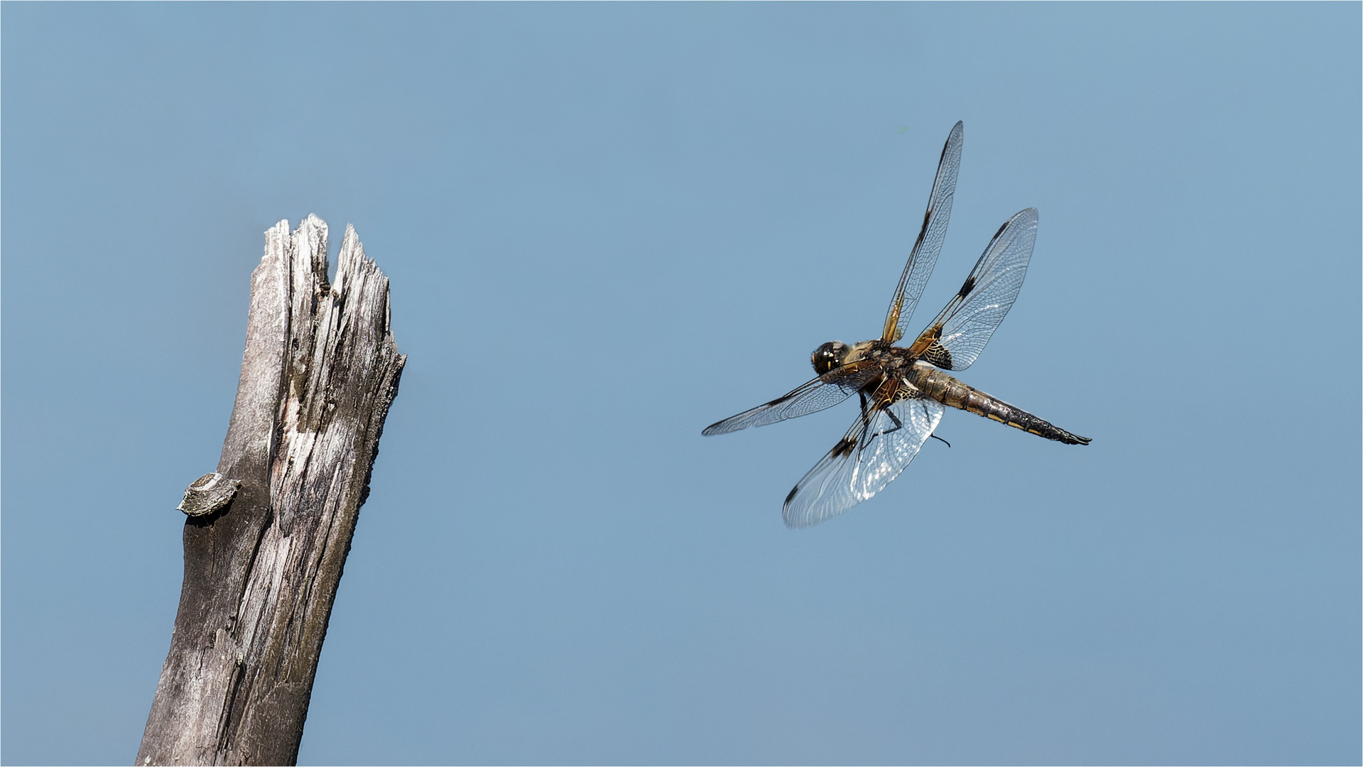 Vierfleck Libelle - Libellula quadrimaculata - im Anflug  .....