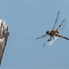 Vierfleck Libelle - Libellula quadrimaculata - im Anflug  .....