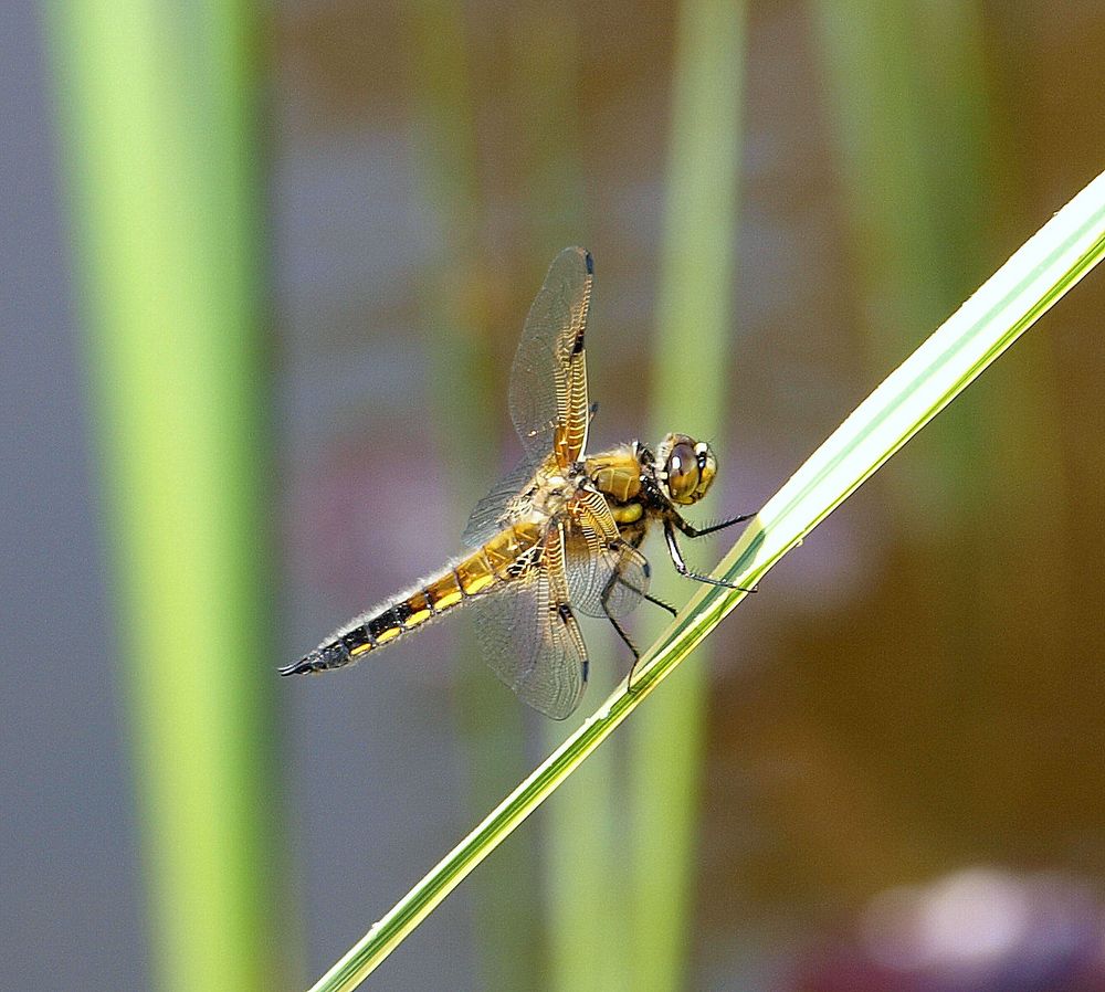 *** Vierfleck Libelle - Männchen ***