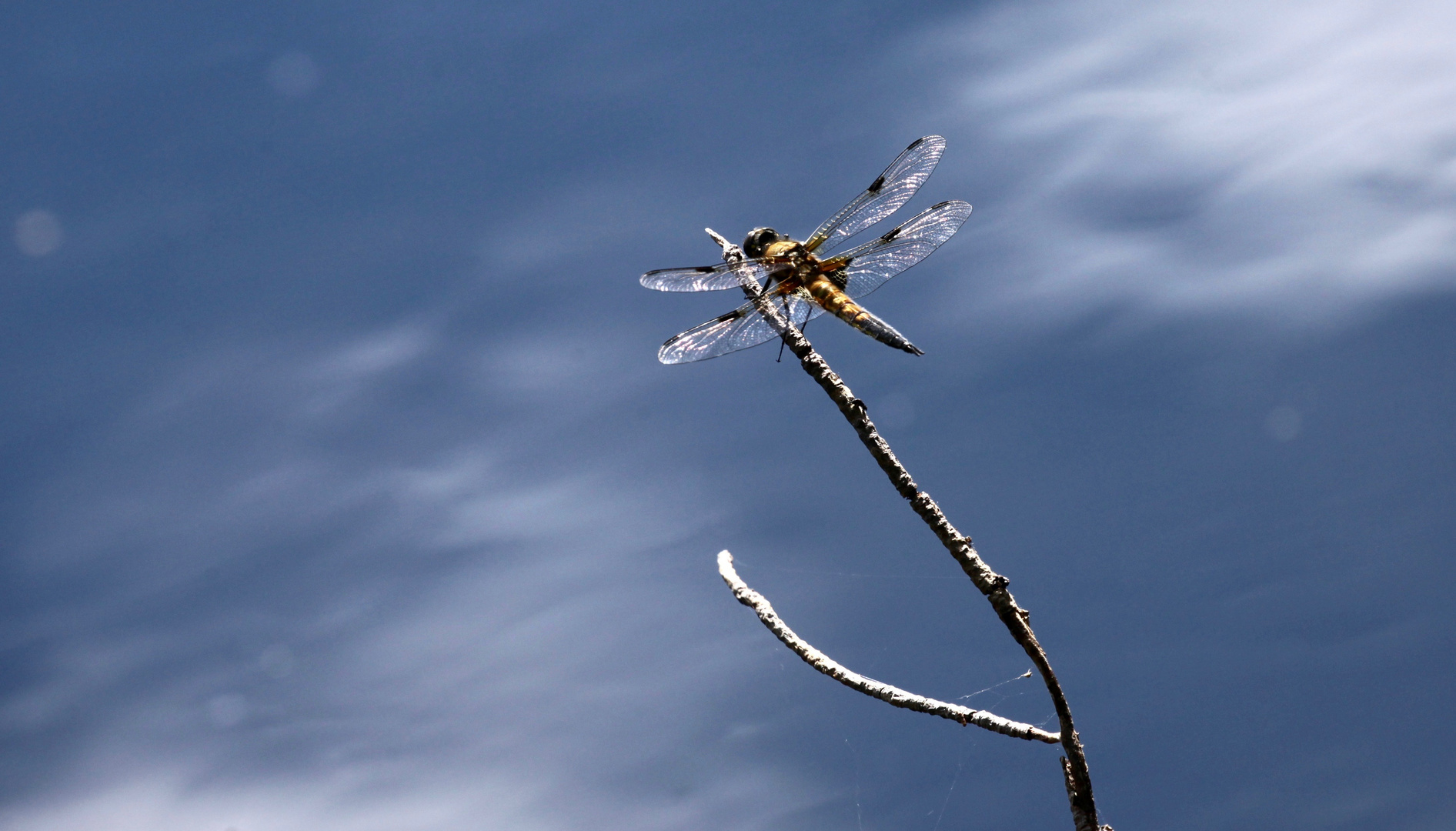 Vierfleck-Libelle mit Himmelsspiegelung im Moorsee