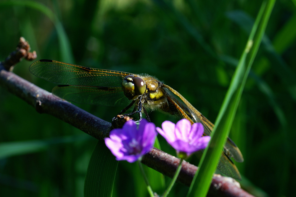 Vierfleck (libelle) unmittelbar nach dem Schlüpfen im Gras auf einem kleinen Ast