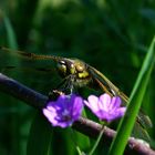 Vierfleck (libelle) unmittelbar nach dem Schlüpfen im Gras auf einem kleinen Ast