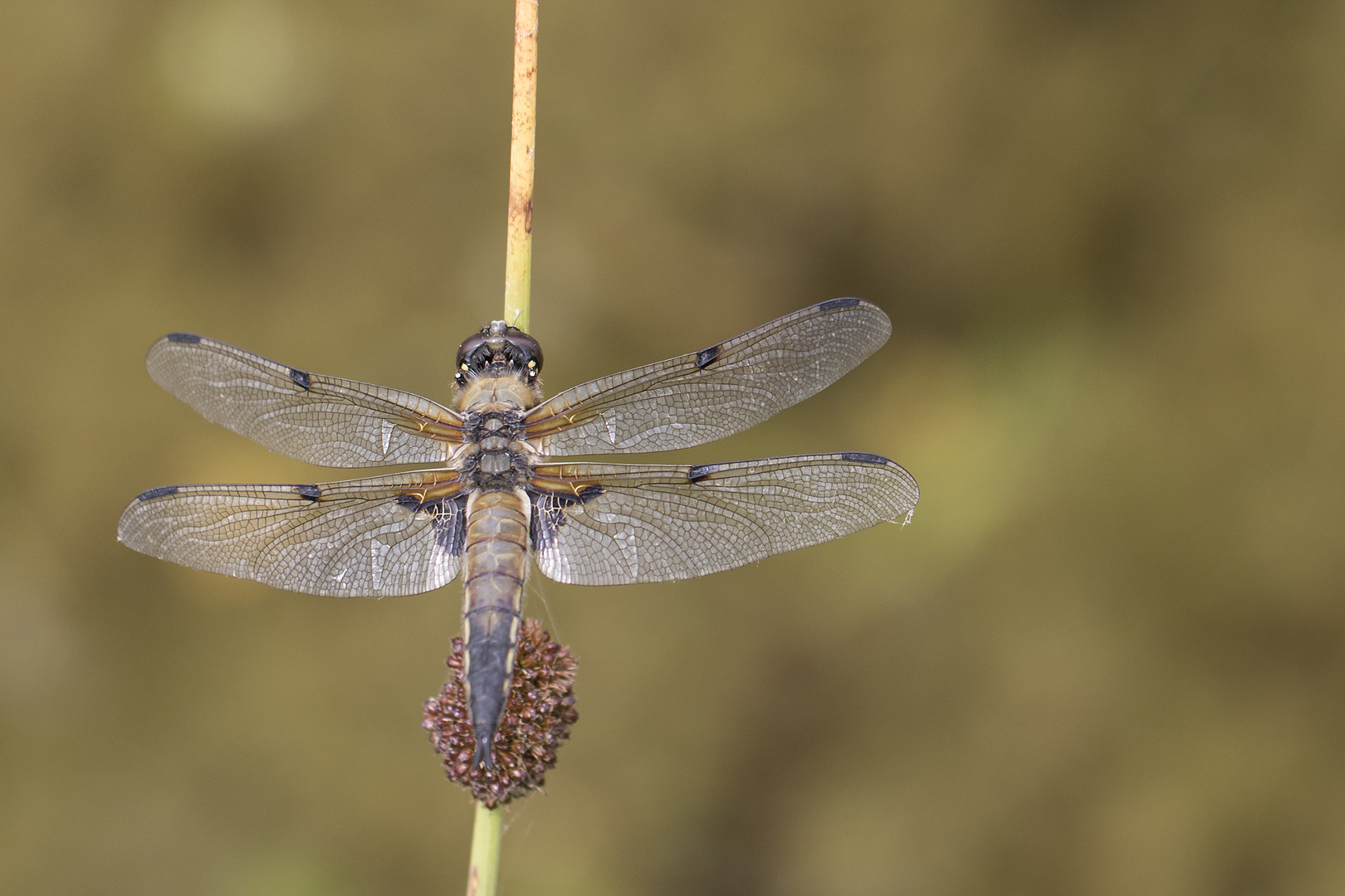 Vierfleck Libelle, wbl.