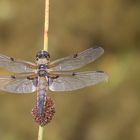 Vierfleck Libelle, wbl.