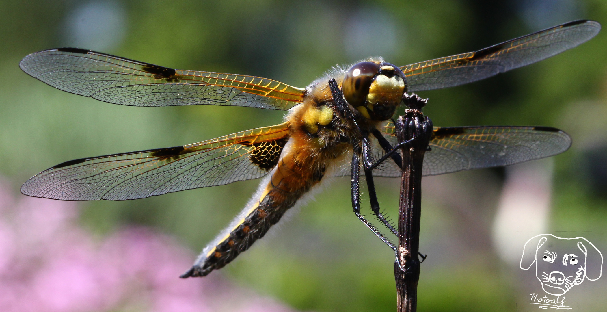 Vierfleck Libellen Sommer 2015