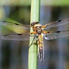 Vierfleck [Libellua quadrimaculata]