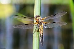 Vierfleck [Libellua quadrimaculata]