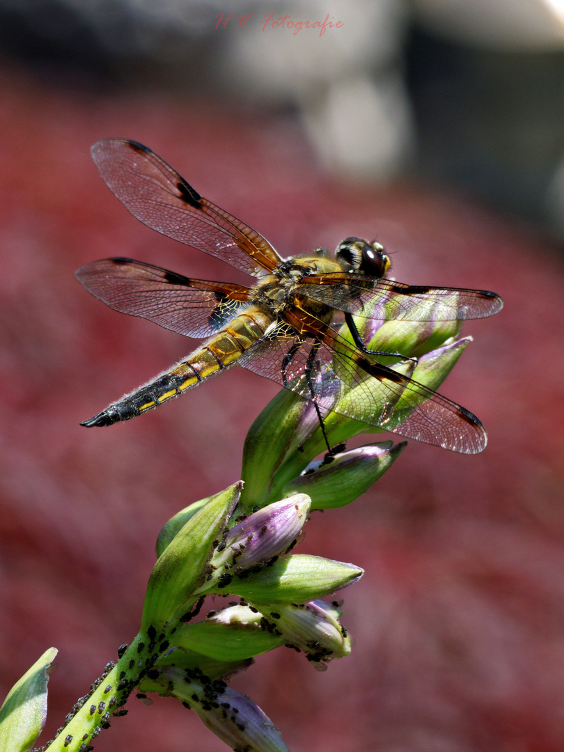 Vierfleck ( Libellula Quabrimaculata )