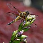 Vierfleck ( Libellula Quabrimaculata )