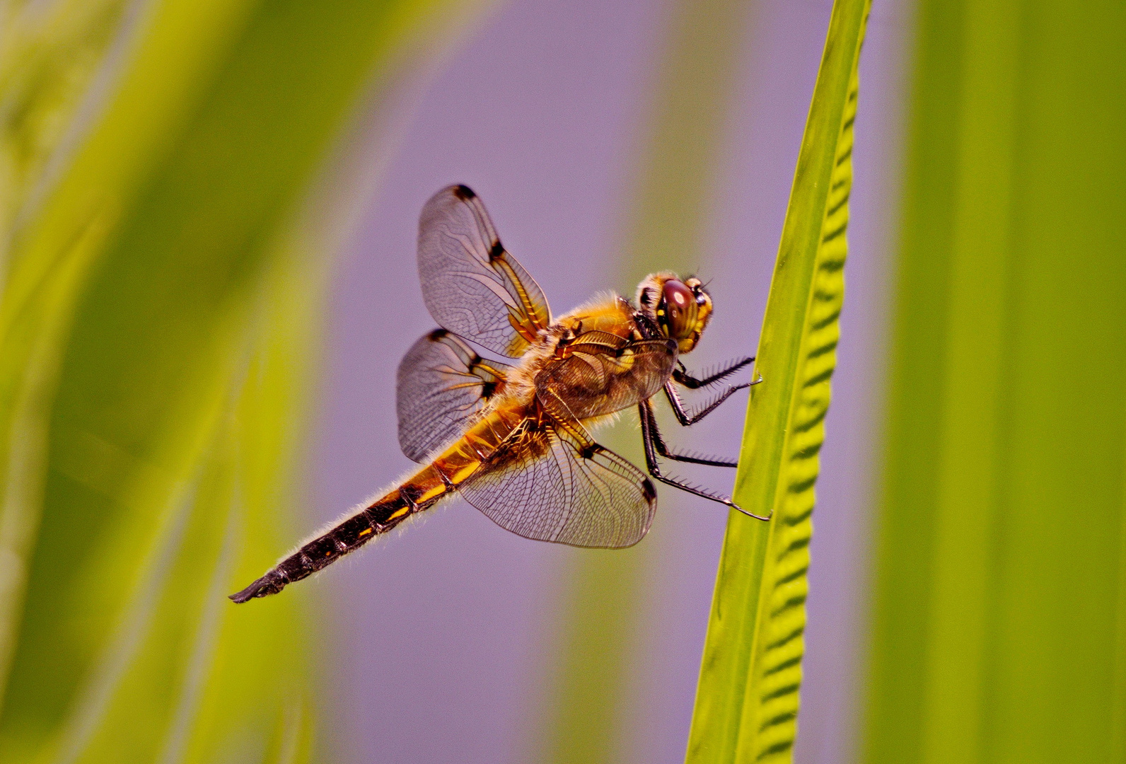 Vierfleck ( Libellula Quabrimaculata )