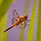 Vierfleck ( Libellula Quabrimaculata )