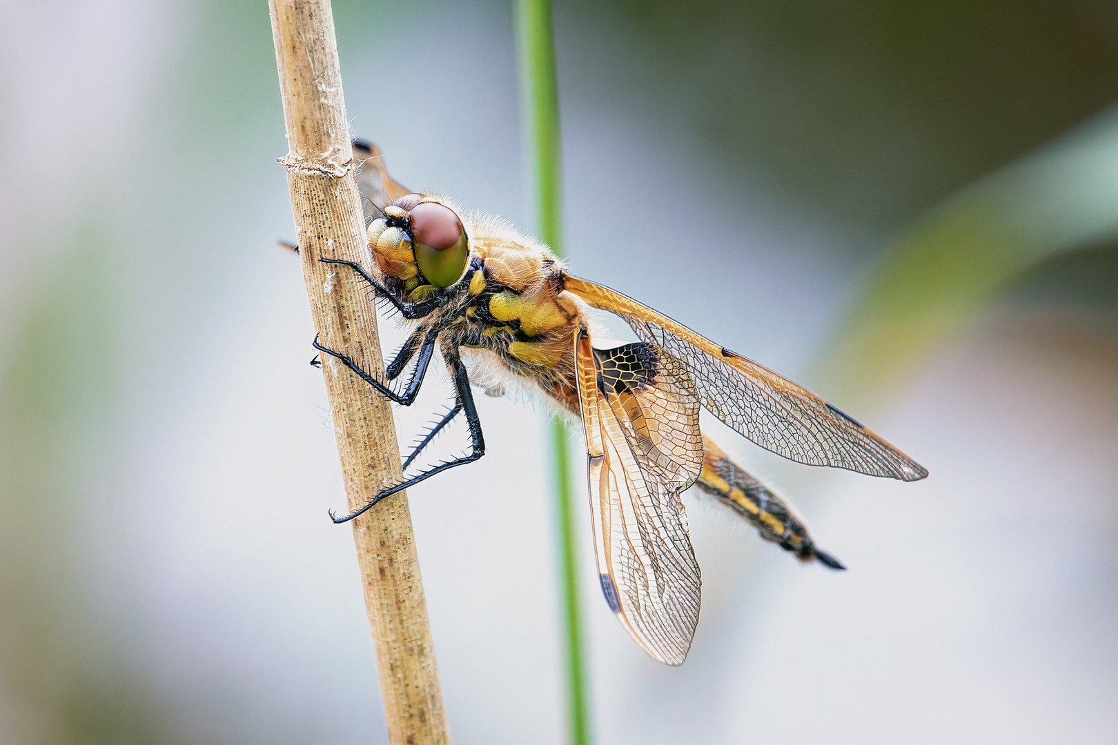 Vierfleck - libellula quadrimaculata