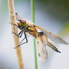 Vierfleck - libellula quadrimaculata