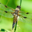 Vierfleck (Libellula quadrimaculata)