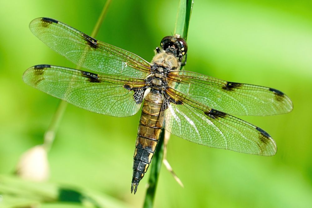 Vierfleck (Libellula quadrimaculata)