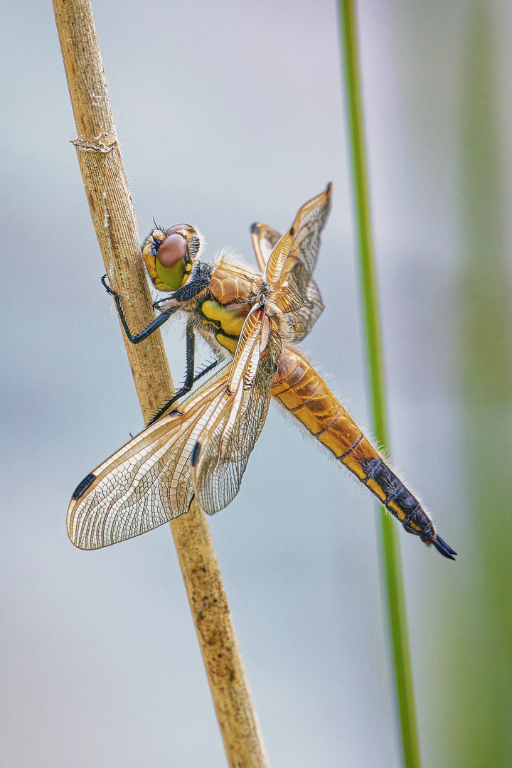 Vierfleck – libellula quadrimaculata