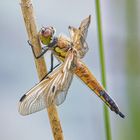 Vierfleck – libellula quadrimaculata