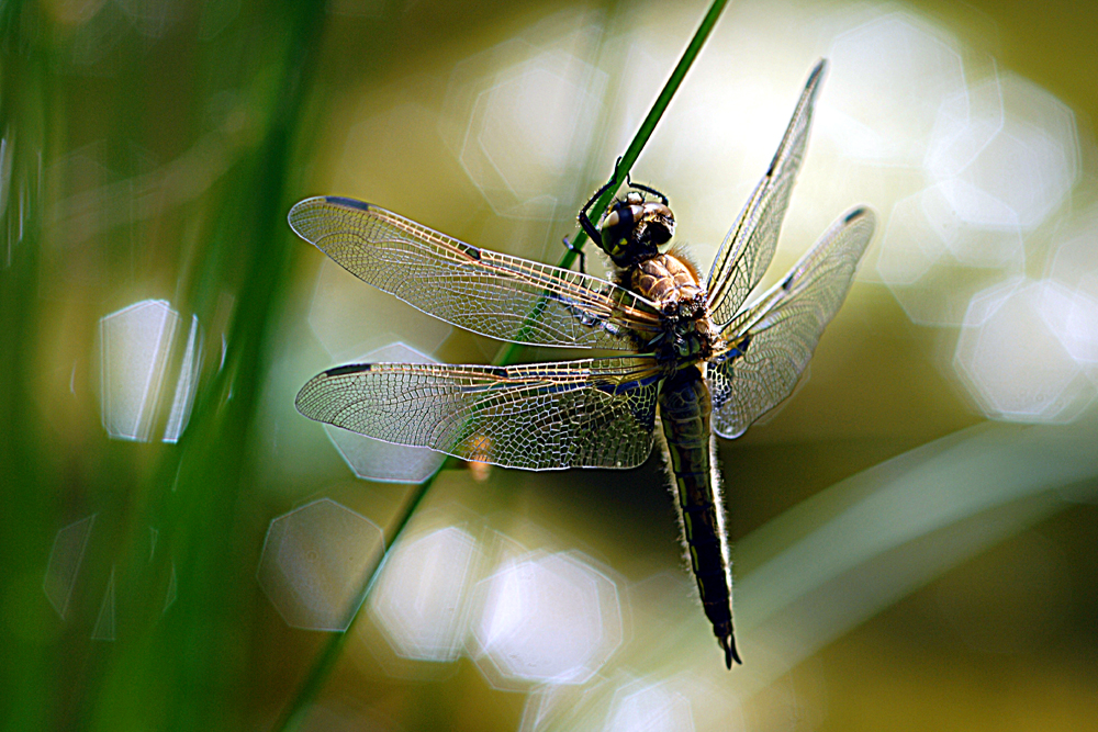 Vierfleck (Libellula quadrimaculata)