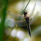 Vierfleck (Libellula quadrimaculata)