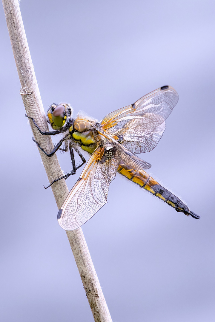 Vierfleck - libellula quadrimaculata