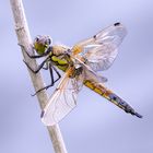 Vierfleck - libellula quadrimaculata