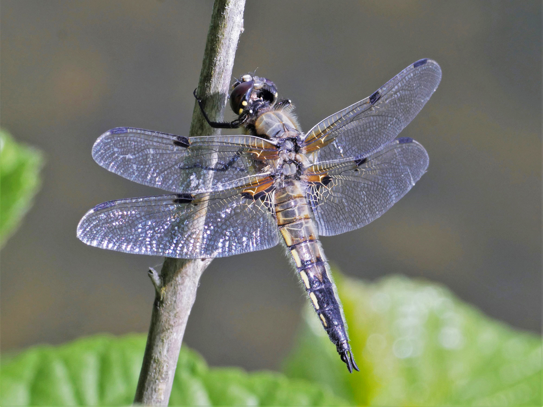 Vierfleck (Libellula quadrimaculata)