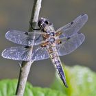 Vierfleck (Libellula quadrimaculata)