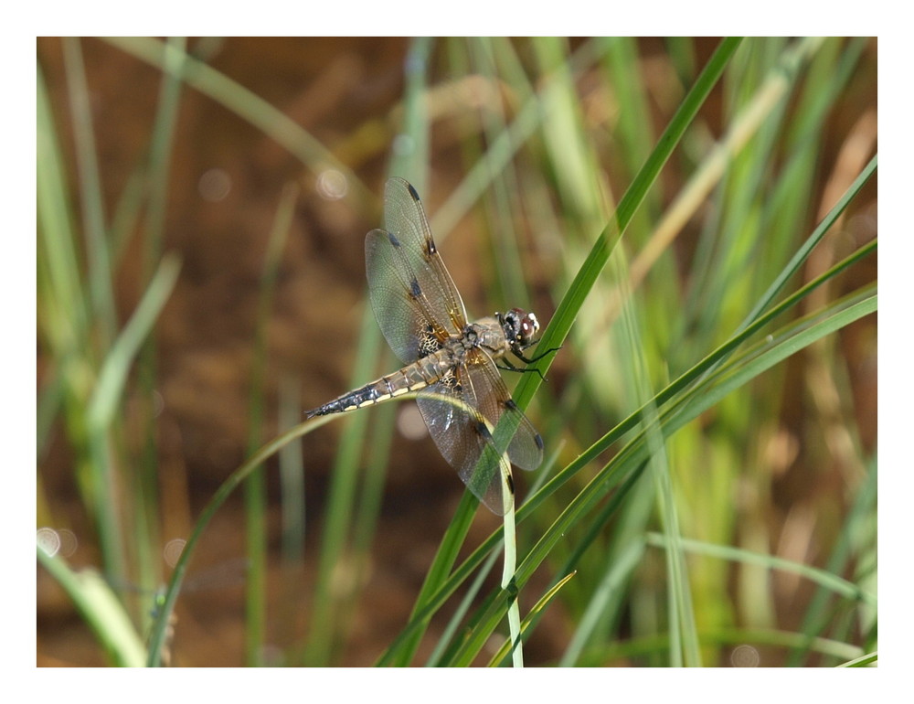 Vierfleck - Libellula quadrimaculata