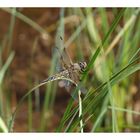 Vierfleck - Libellula quadrimaculata