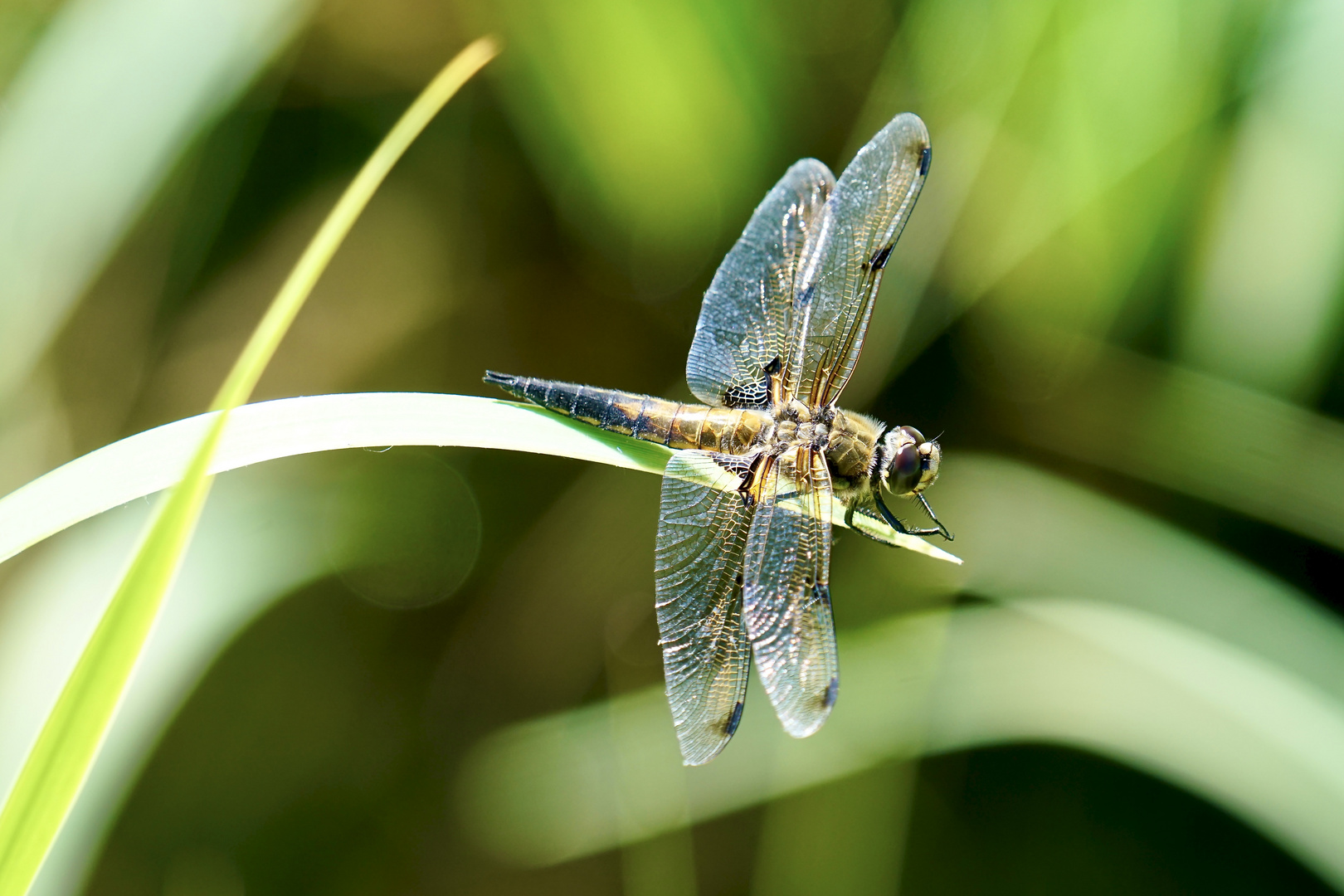 Vierfleck (Libellula quadrimaculata)