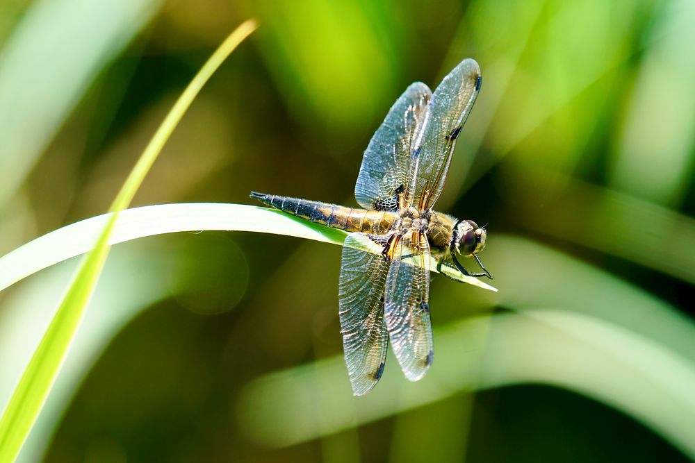 Vierfleck (Libellula quadrimaculata)