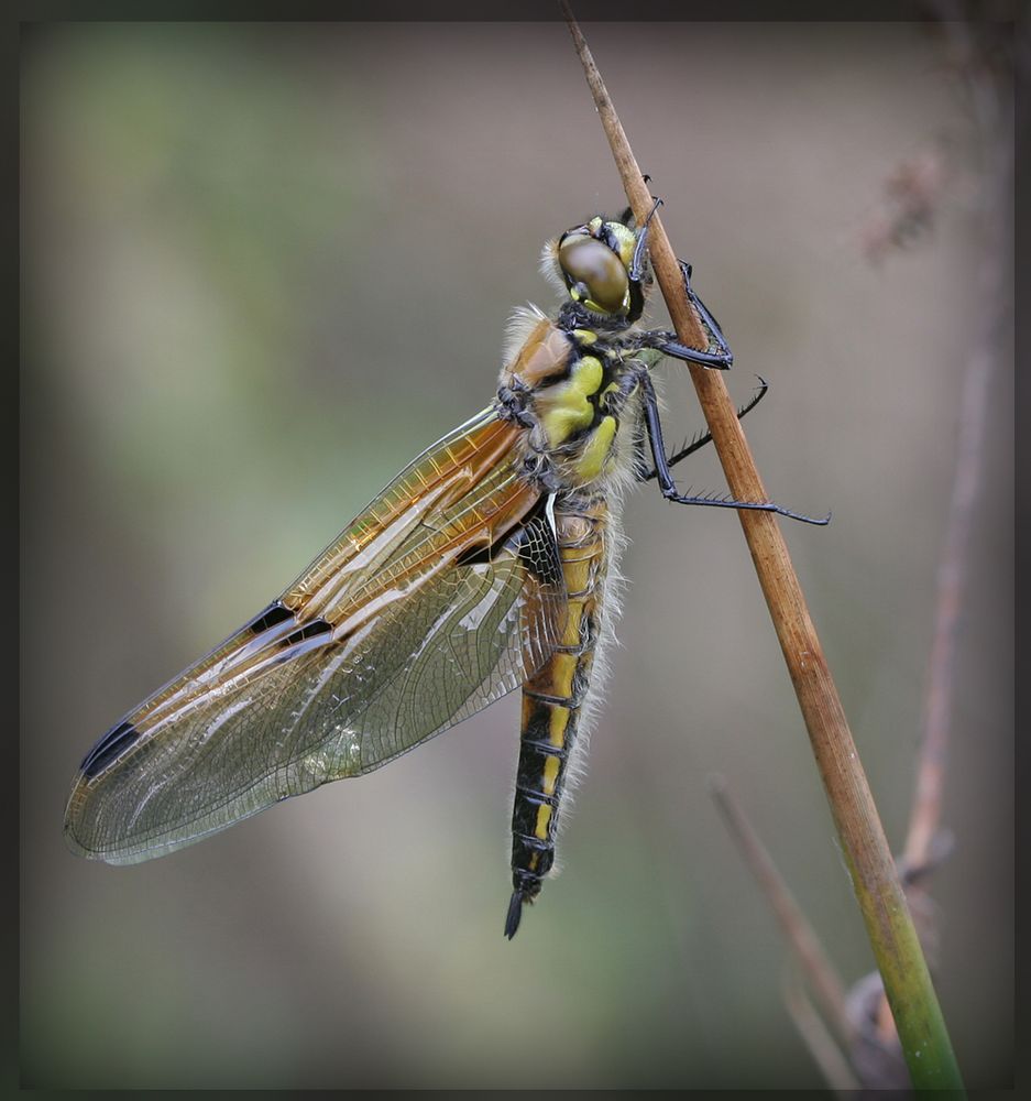 Vierfleck (Libellula quadrimaculata)