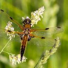  Vierfleck (Libellula quadrimaculata)