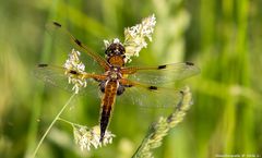  Vierfleck (Libellula quadrimaculata)