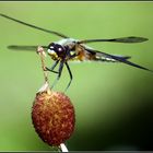 VIERFLECK (Libellula quadrimaculata) 1